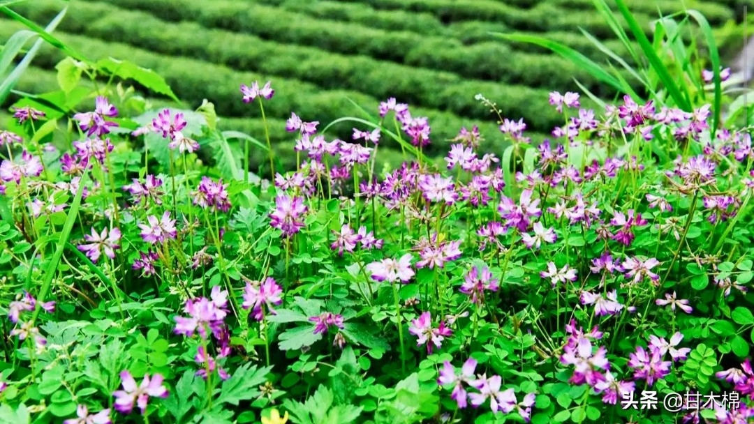 塘蒿菜是什么菜_塘蒿菜_塘蒿菜和茼蒿有什么区别