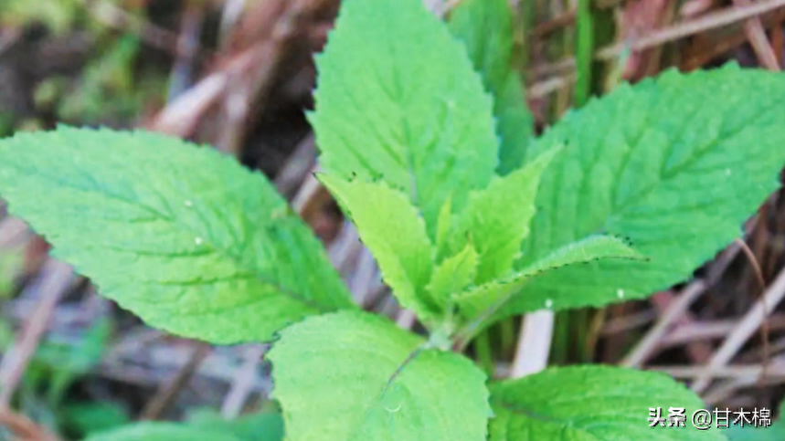 塘蒿菜是什么菜_塘蒿菜_塘蒿菜和茼蒿有什么区别