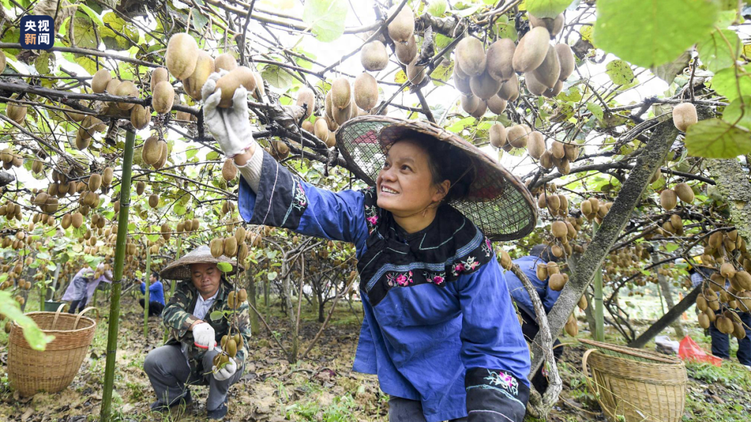 塘蒿菜和茼蒿有什么区别_塘蒿菜_塘蒿菜孕妇可以吃吗