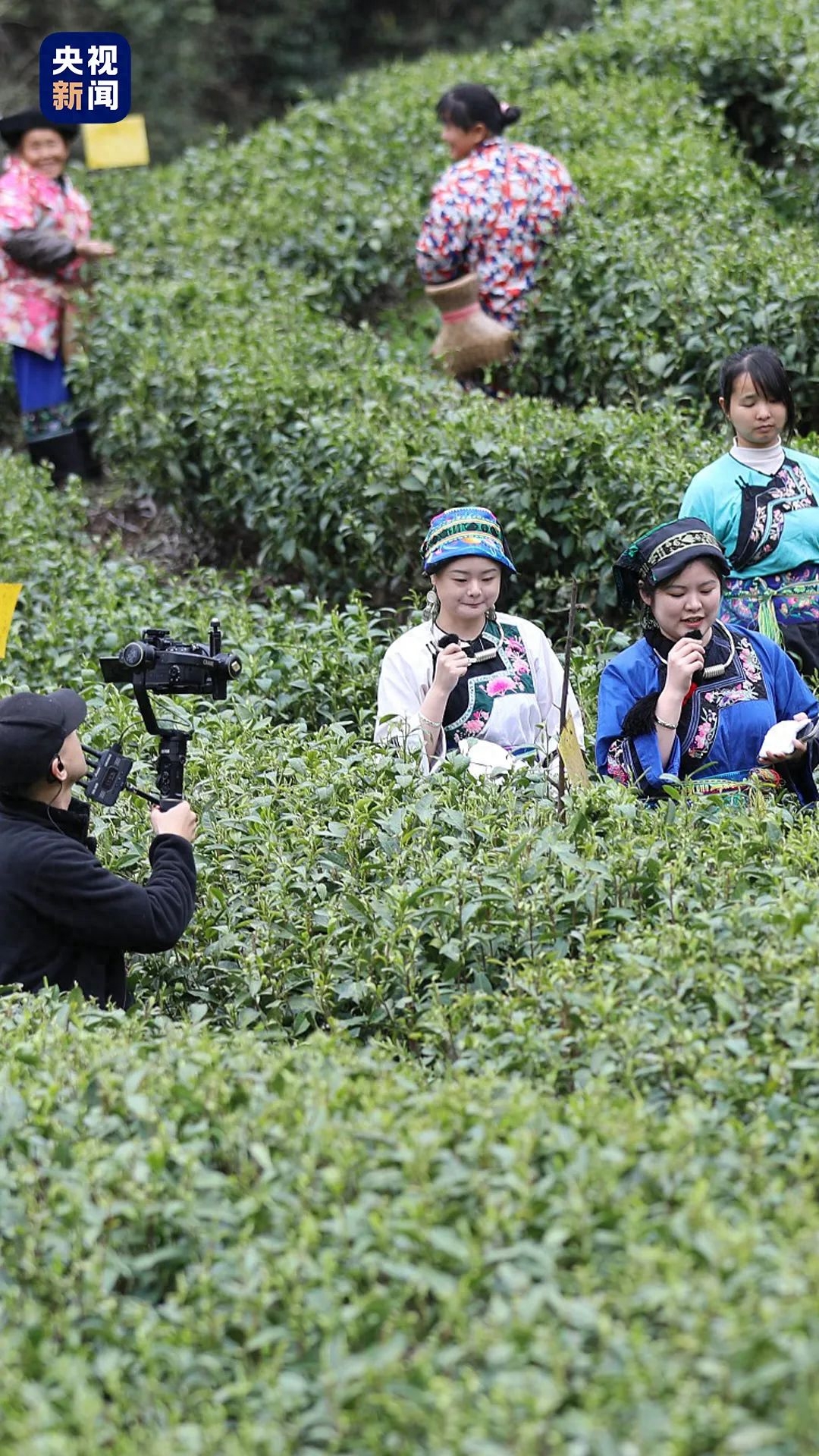 塘蒿菜孕妇可以吃吗_塘蒿菜_塘蒿菜和茼蒿有什么区别