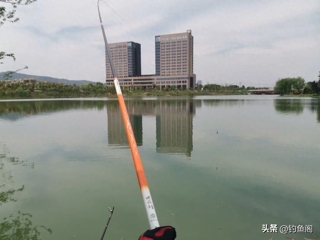 草鱼和鲤鱼的区别_鲤鱼和草鱼有什么不一样_鲤鱼区别草鱼和鲤鱼