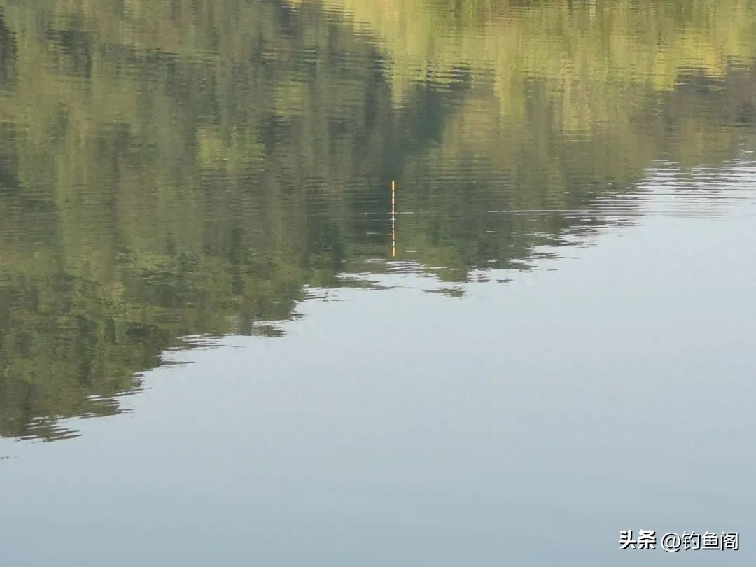 鲤鱼区别草鱼和鲤鱼_草鱼和鲤鱼的区别_鲤鱼和草鱼有什么不一样