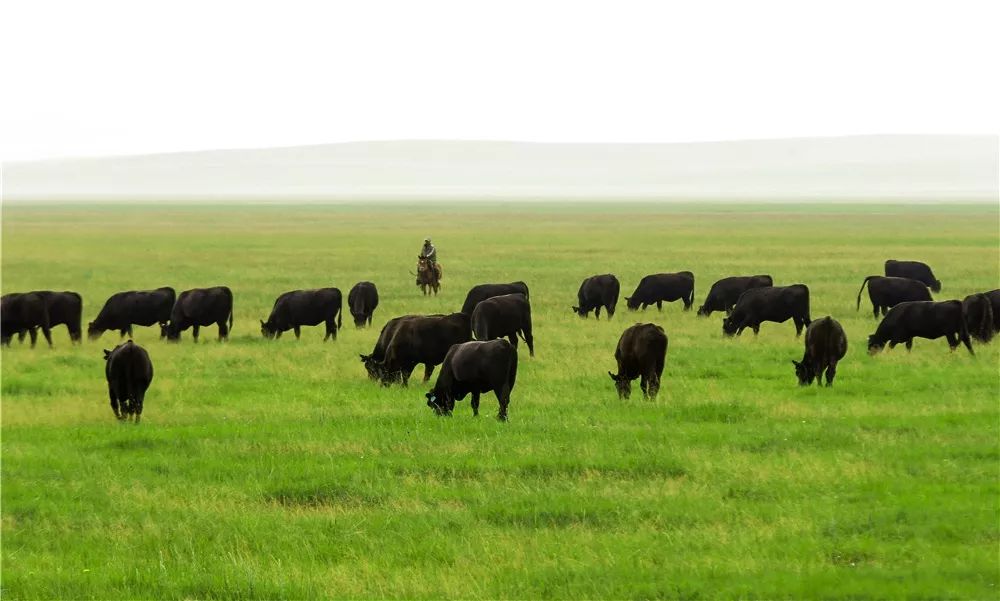 干牛肉卡路里_牛肉干热量高吗_牛肉干热量高吗减肥可以吃吗