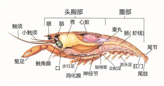 虾头怎么弄干净图解_虾头图片_虾头画法