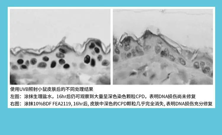 雅诗兰黛小棕瓶有用吗知乎_雅诗兰黛小棕瓶怎么用_用雅诗兰黛小棕瓶有什么效果