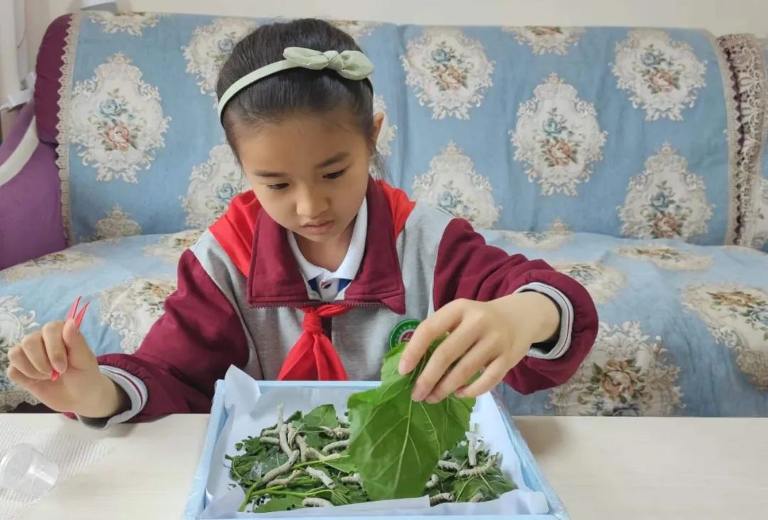 蚕宝宝在吐丝过程中头朝哪里_蚕宝宝吐丝前的特点_蚕宝宝的吐丝