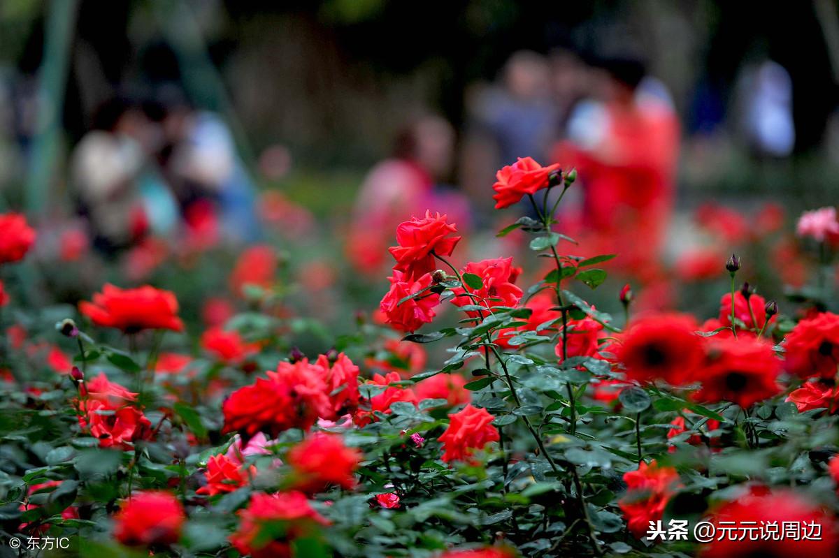 辣椒手怎么缓解_辣椒辣手怎样快速止辣_如何治辣椒辣手