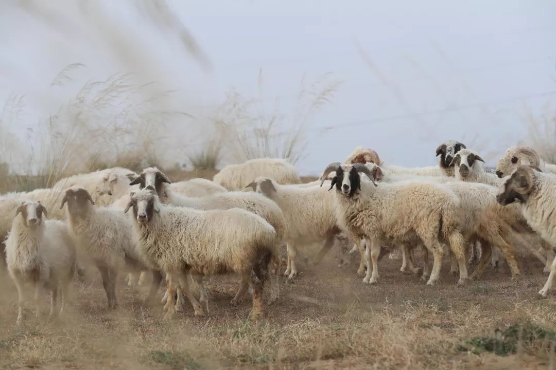 羊肉头怎么做_羊头肉怎么做好吃_好吃肉羊头做法视频