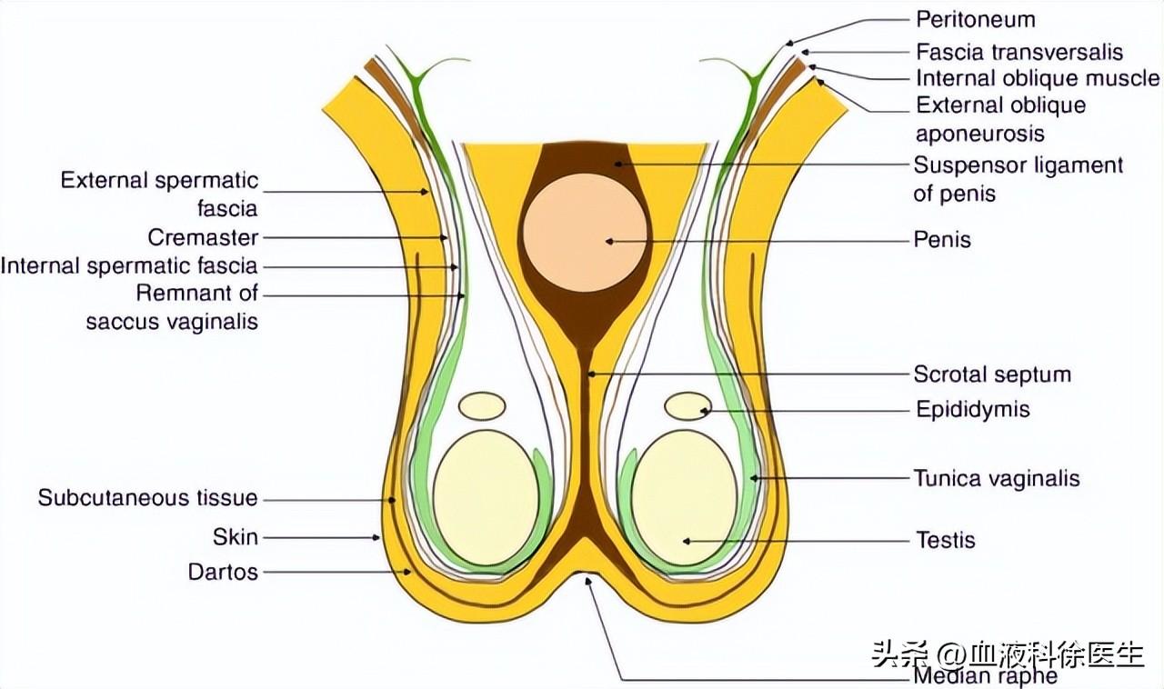 枸杞的作用与功效泡水_黄芪枸杞泡水功效作用_杜仲西洋参枸杞泡水功效作用