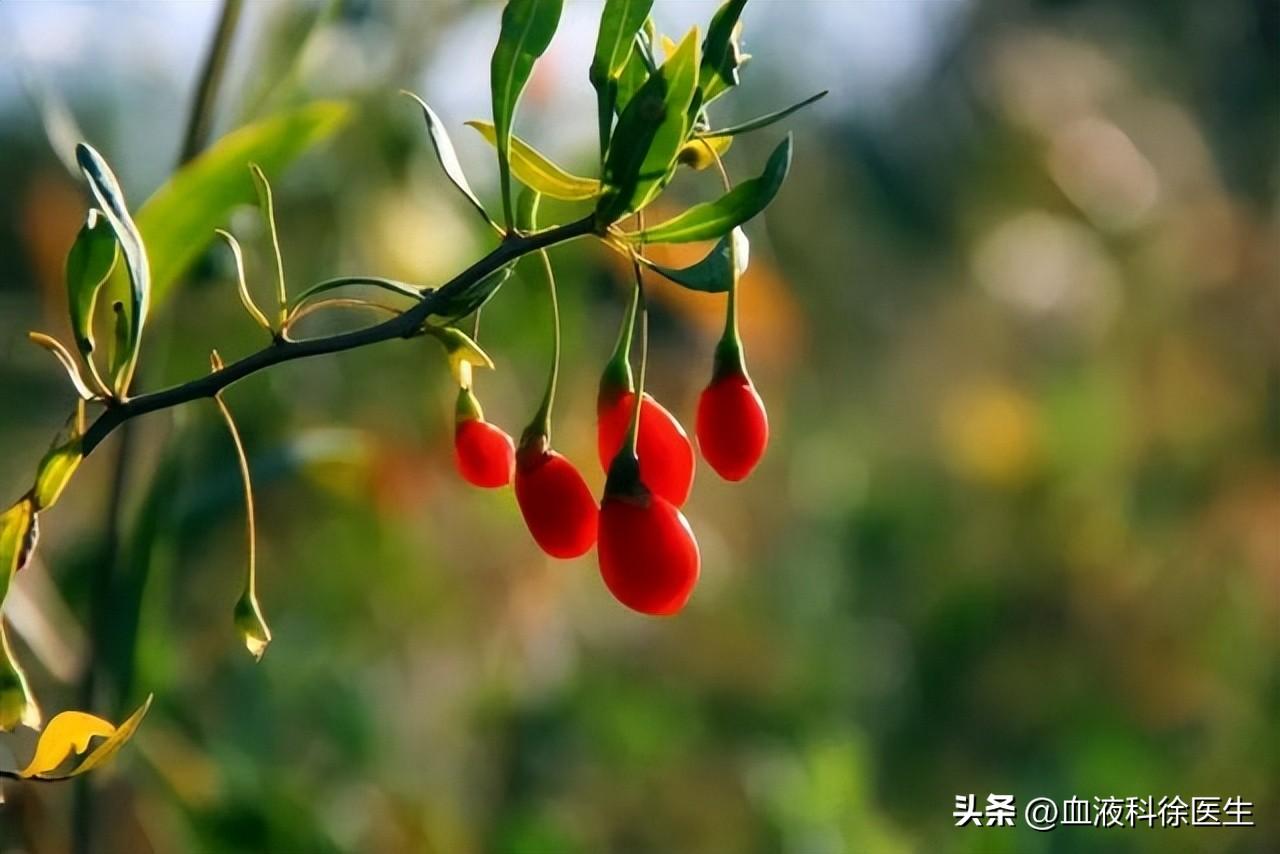 杜仲西洋参枸杞泡水功效作用_黄芪枸杞泡水功效作用_枸杞的作用与功效泡水