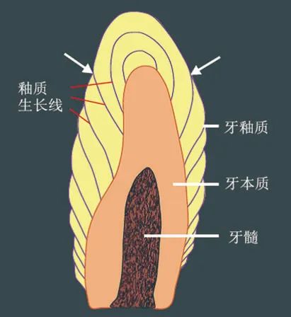 牙齿结构体_牙齿构图艺术品_牙齿的结构图与说明