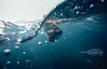 海洋垃圾危害动物_海洋垃圾对海洋生物的危害_海洋危害垃圾生物图片