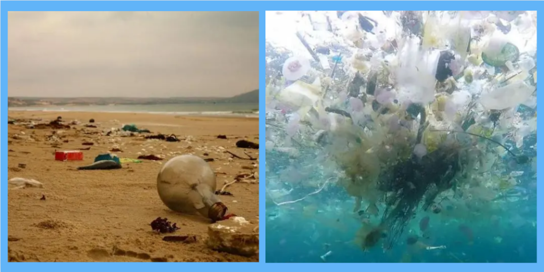 严重危害海洋生物的海洋垃圾_海洋危害垃圾生物图片_海洋垃圾对海洋生物的危害