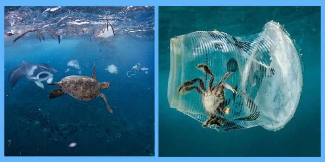 海洋垃圾对海洋生物的危害_海洋危害垃圾生物图片_严重危害海洋生物的海洋垃圾