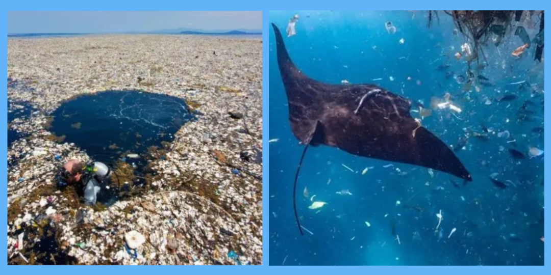 海洋垃圾对海洋生物的危害_海洋危害垃圾生物图片_严重危害海洋生物的海洋垃圾