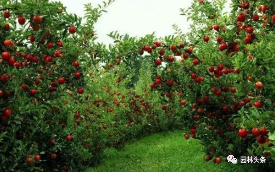 果园除草的作用与原则_果园除草图片_日本果园怎样除草