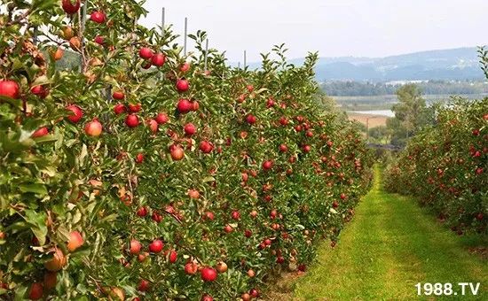 日本果园怎样除草_果园除草图片_果园除草的作用与原则