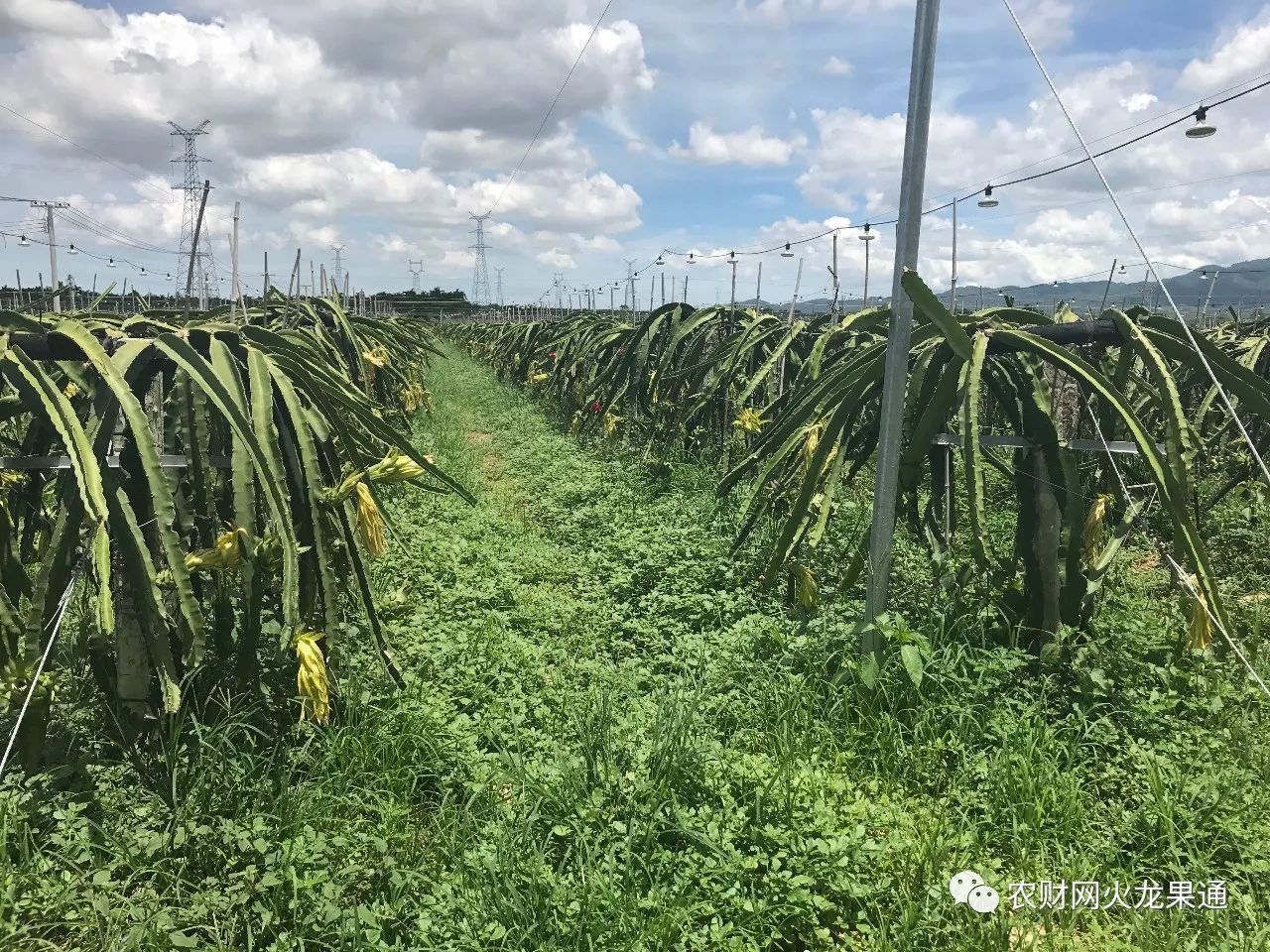 日本果园怎样除草_果园除草的作用与原则_果园除草机图片