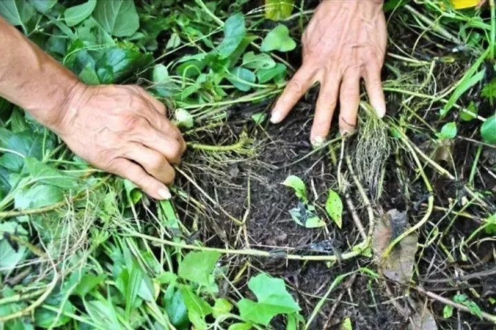 果园除草的作用与原则_果园除草机图片_日本果园怎样除草