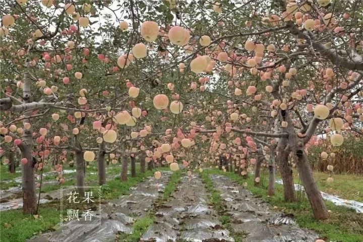 日本果园怎样除草_果园除草机图片_果园除草的作用与原则