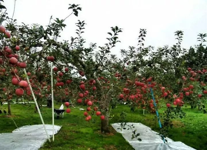 果园除草的作用与原则_日本果园怎样除草_果园除草机图片