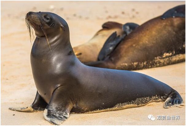 海狮和海豹的区别_海豹和海狮是一个品种吗_区别海豹和海狮