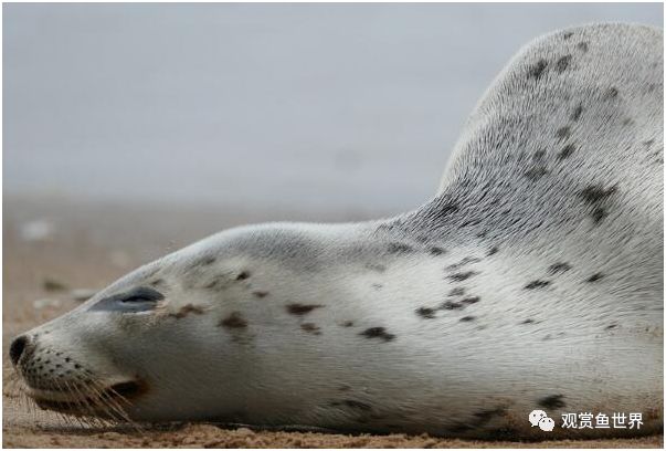 海狮和海豹的区别_海豹和海狮是一个品种吗_区别海豹和海狮