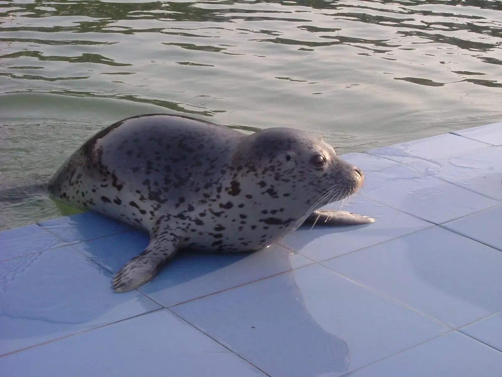 海豹区别海狮和海豹_海狮和海豹的区别_区别海豹和海狮