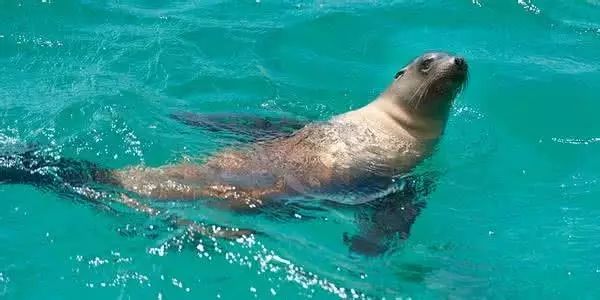 海狮和海豹的区别_海豹区别海狮和海豹_区别海豹和海狮