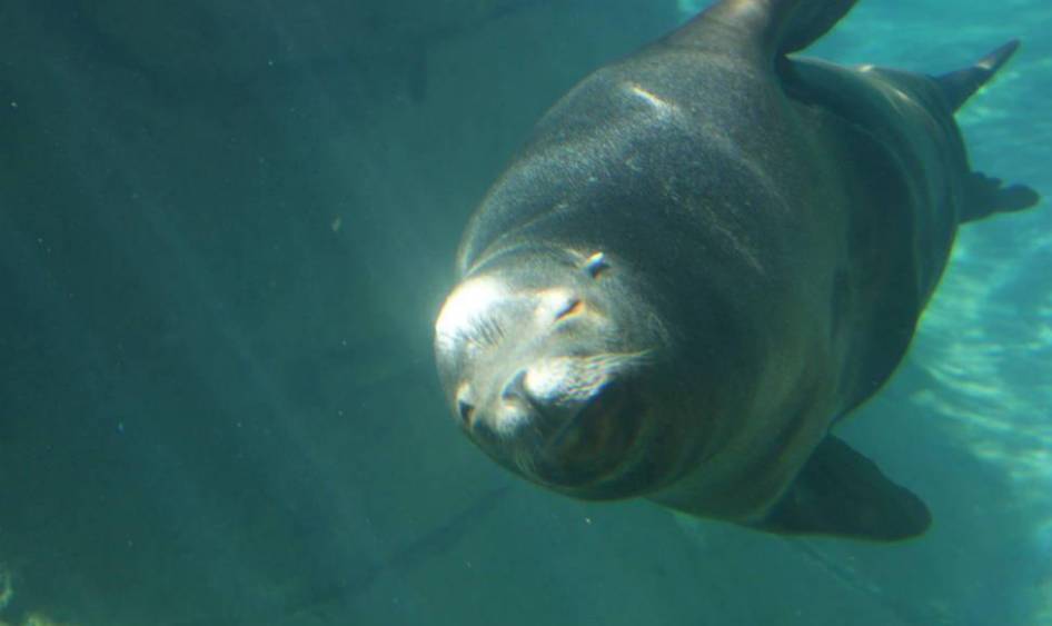 区别海豹和海狮_海豹区别海狮和海豹_海狮和海豹的区别