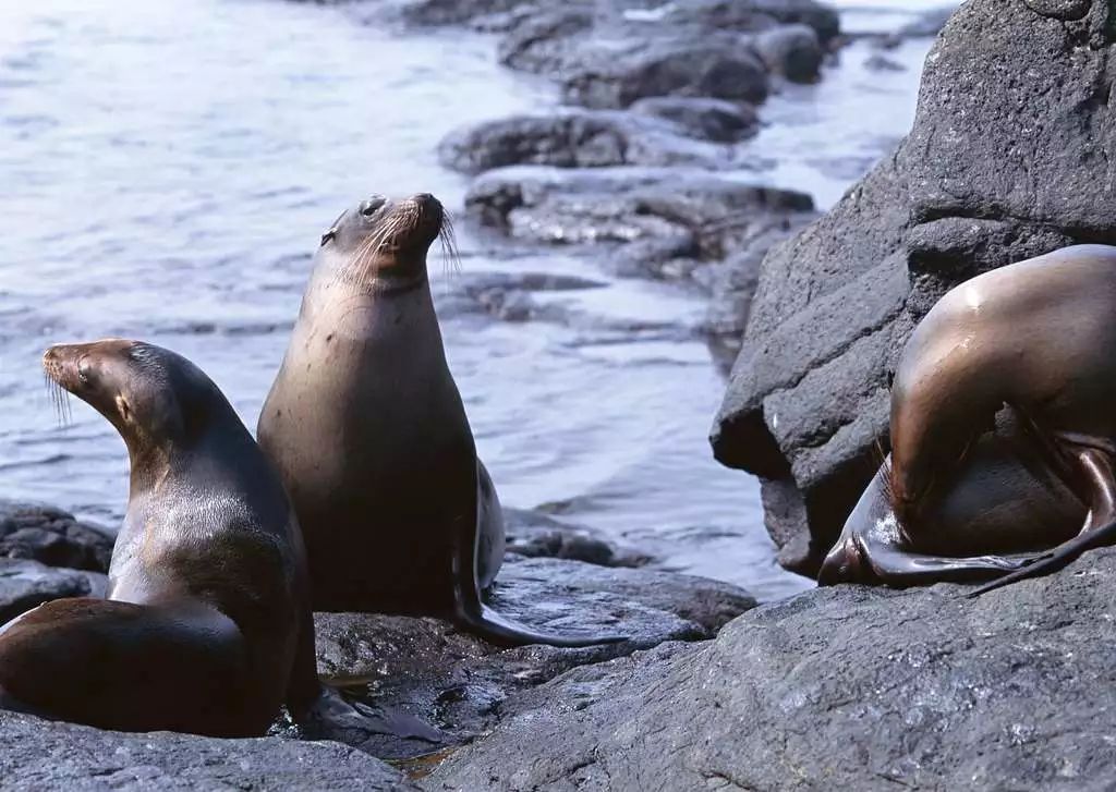 区别海豹和海狮_海豹区别海狮和海豹_海狮和海豹的区别