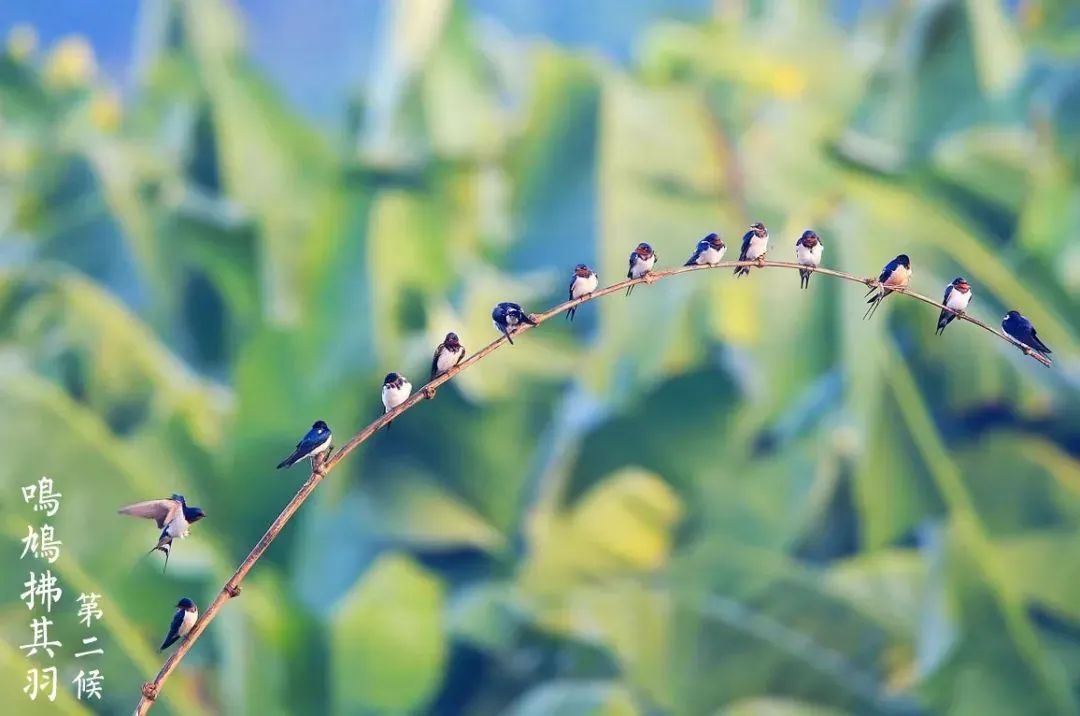 春天的节气_节气春天开始_节气春天简笔画