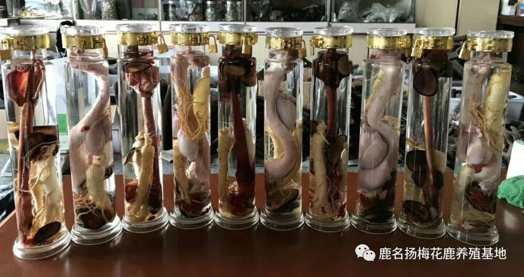 鹿鞭泡酒的最佳配方_泡酒配方最佳鹿鞭配比_泡酒的鹿鞭怎么吃