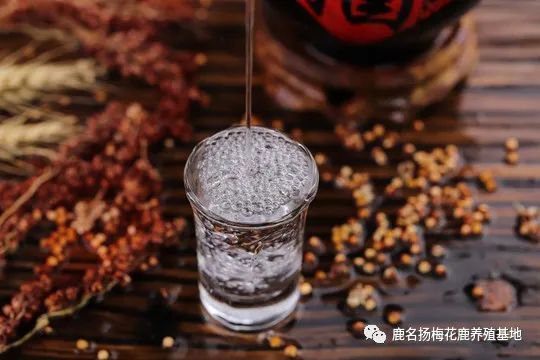 泡酒的鹿鞭怎么吃_鹿鞭泡酒的最佳配方_泡酒配方最佳鹿鞭配比