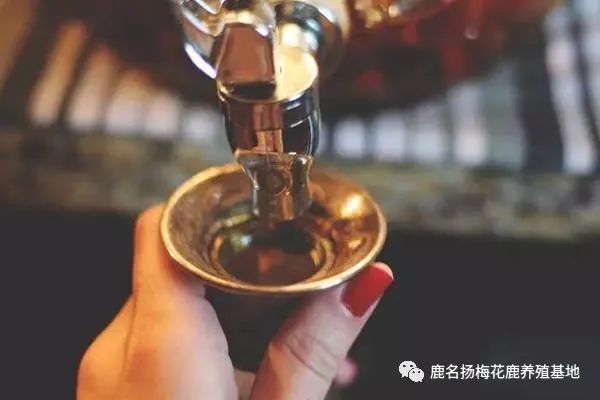 泡酒配方最佳鹿鞭配比_鹿鞭泡酒的最佳配方_泡酒的鹿鞭怎么吃