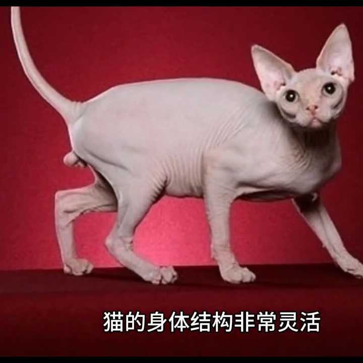 猫的生活习性_猫的生活条件_猫的生活性格