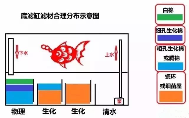 锦鲤鱼缸_鱼缸锦鲤的正确养法_鱼缸锦鲤多久喂一次