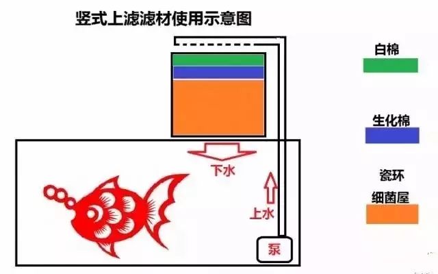 鱼缸锦鲤多久喂一次_鱼缸锦鲤的正确养法_锦鲤鱼缸