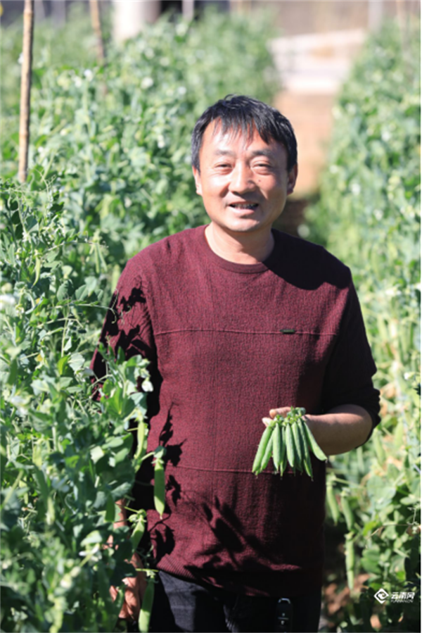 种植烟叶违法吗_烟叶种植_种植烟叶需要什么土壤