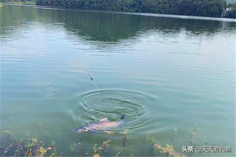 青鱼黑坑钓底还是钓浮_黑坑钓青鱼怎么钓钓底还是钓浮_黑坑钓青鱼绝招