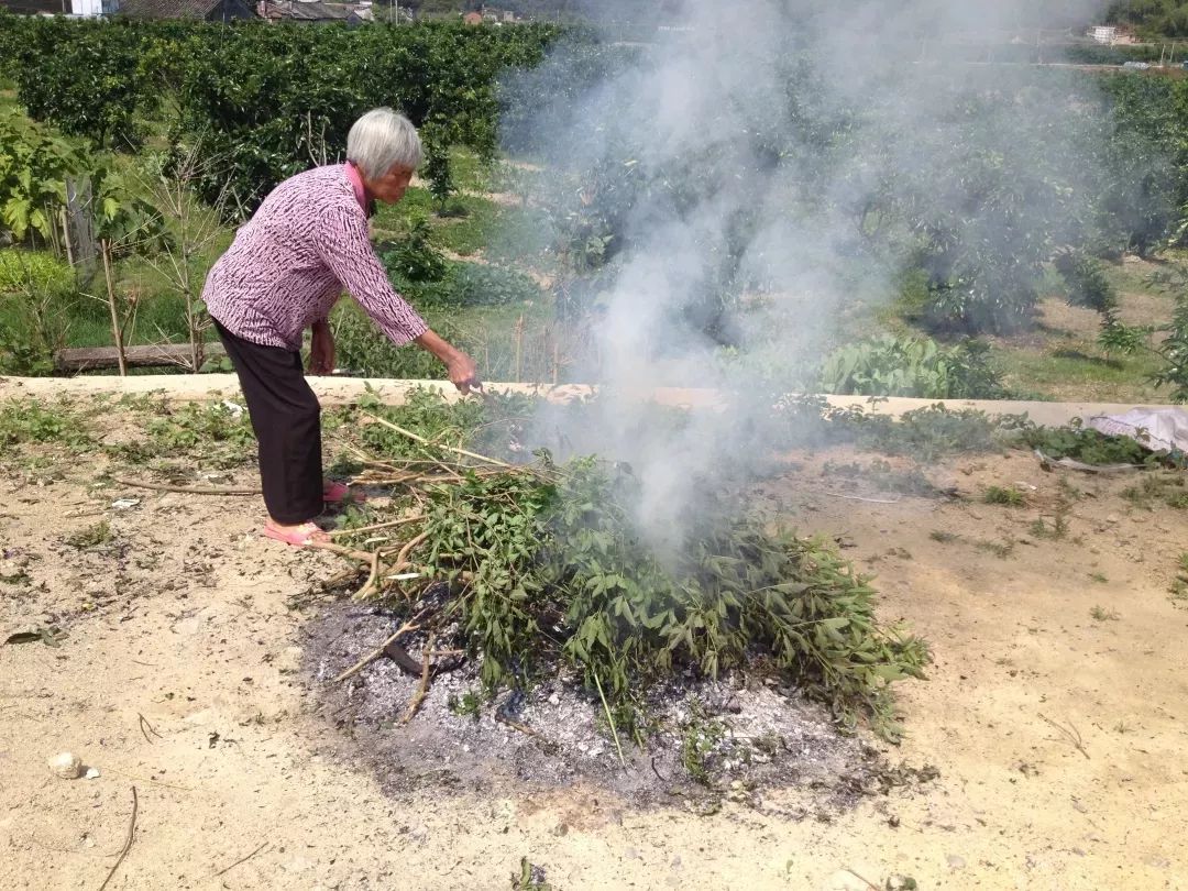 粽子新鲜芦苇叶包处理方法视频_包粽子的芦苇叶怎么保存_新鲜的芦苇叶怎么处理包粽子