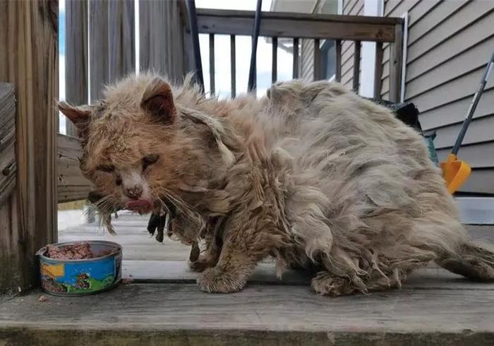 3种方法来怎样赶走流浪猫_如何赶走流浪猫_赶走流浪猫的最好办法