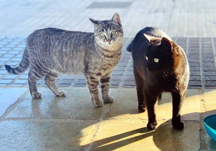 3种方法来怎样赶走流浪猫_赶走流浪猫的最好办法_如何赶走流浪猫