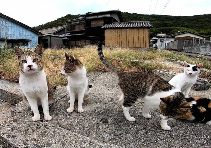 如何赶走流浪猫_赶走流浪猫的最好办法_3种方法来怎样赶走流浪猫