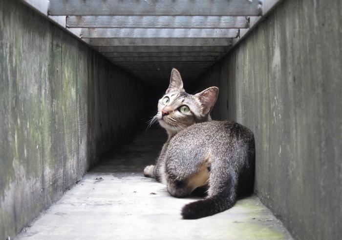 3种方法来怎样赶走流浪猫_赶走流浪猫的最好办法_如何赶走流浪猫