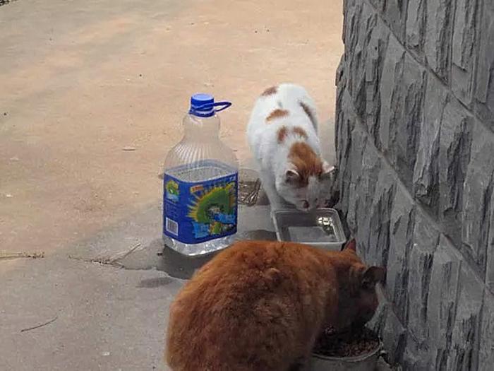 如何赶走流浪猫_赶走流浪猫的最好办法_3种方法来怎样赶走流浪猫