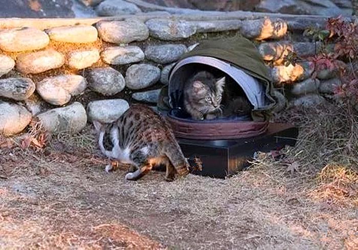 赶走流浪猫的最好办法_3种方法来怎样赶走流浪猫_如何赶走流浪猫