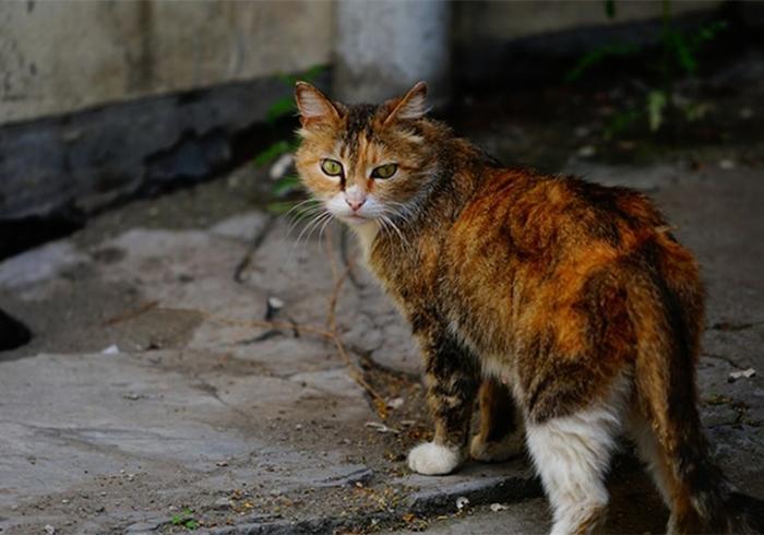 赶走流浪猫的最好办法_3种方法来怎样赶走流浪猫_如何赶走流浪猫