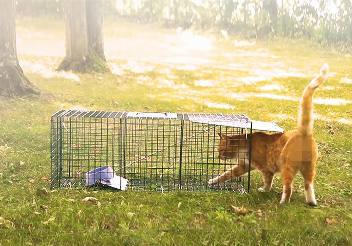 如何赶走流浪猫_3种方法来怎样赶走流浪猫_赶走流浪猫的最好办法