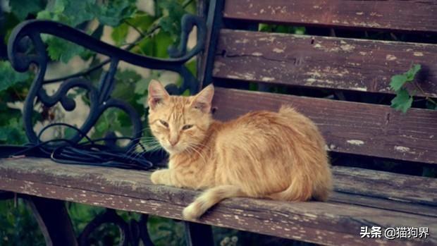 赶走流浪猫的最好办法_如何赶走流浪猫_3种方法来怎样赶走流浪猫